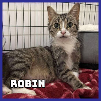 Rescue Domestic Short Hair Cats for Adoption in Glenwood, Minnesota - Robin | PetCurious