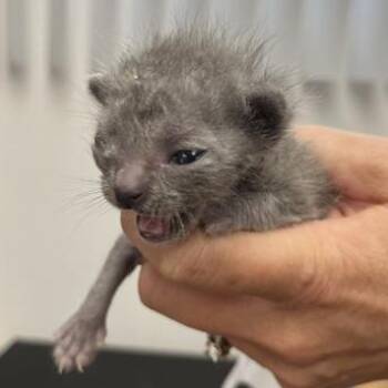 A1046818 Smokey -  Domestic Short Hair Cat for Adoption in Pleasant Hill, California - A1046818 Smokey | PetCurious