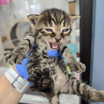Tatum -  Domestic Short Hair Cat for Adoption in Newark, New Jersey - Tatum | PetCurious