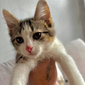 Loca -  Domestic Short Hair Cat for Adoption in Chicago, Illinois - Loca | PetCurious