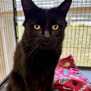 Rescue Domestic Long Hair Cats for Adoption in Winchendon, Massachusetts - Ozzy | PetCurious