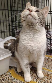 Domestic Short Hair Cats Available for Adoption in Saint Clairsville, Ohio - April | PetCurious
