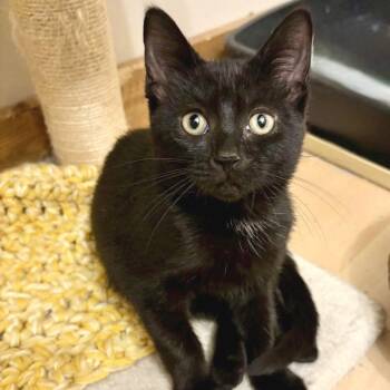 Crow -  Domestic Short Hair Cat for Adoption in Traverse City, Michigan - Crow | PetCurious