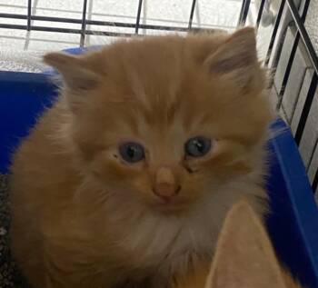 D14 -  Domestic Long Hair Cat for Adoption in Fall River, Massachusetts - D14 | PetCurious