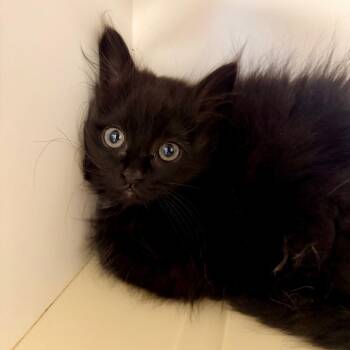 Beatrice -  Domestic Long Hair Cat for Adoption in Cody, Wyoming - Beatrice | PetCurious