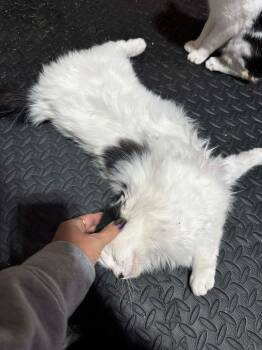 Domestic Medium Hair Cats Available for Adoption - **Cat Cafe** Ilomilo | PetCurious