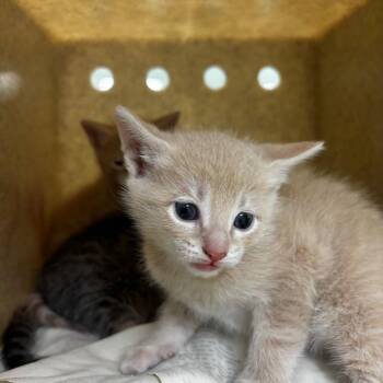 Domestic Short Hair Cats Available for Adoption - Leon | PetCurious