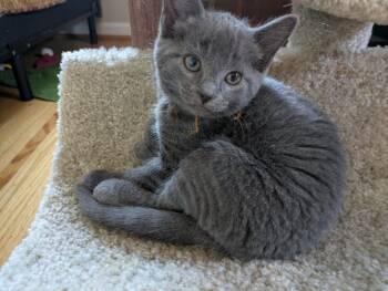 Tiger Cats Available for Adoption in Honeoye, New York - Tiger Lily | PetCurious