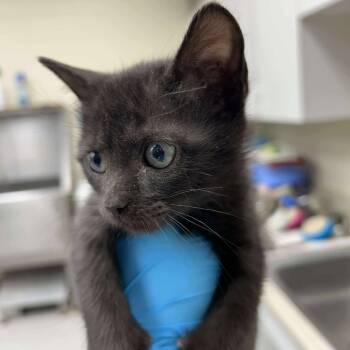 Rescue Domestic Short Hair Cats for Adoption in Bastrop, Texas - Wednesday 25-10-133 | PetCurious