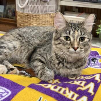 Noel -  Domestic Medium Hair Cat for Adoption in Jamestown, North Dakota - Noel | PetCurious