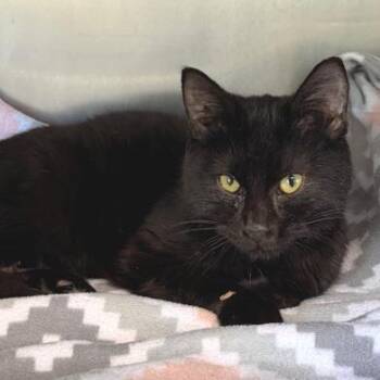 Domestic Short Hair Cats Available for Adoption in Cumming, Georgia - Barrett | PetCurious