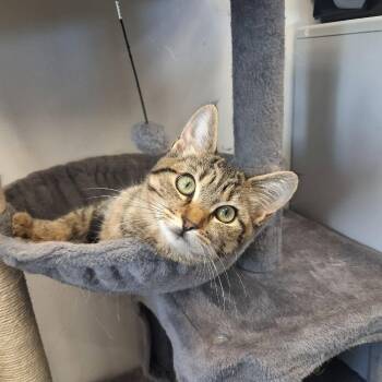 Rosemary -  Domestic Short Hair Cat for Adoption in Murray, Utah - Rosemary | PetCurious