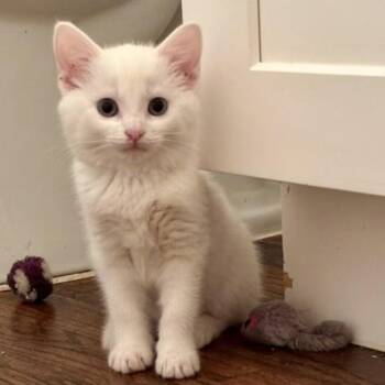 Domestic Short Hair Cats Available for Adoption in Dallas, Texas - Cadence - EXT NBCR | PetCurious