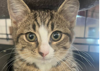 Rescue Domestic Short Hair Cats for Adoption in Lake Ronkonkoma, New York - Jersey | PetCurious