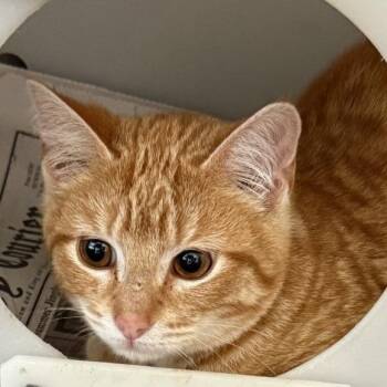 Domestic Short Hair Cats Available for Adoption in Gloucester, Virginia - Clove | PetCurious