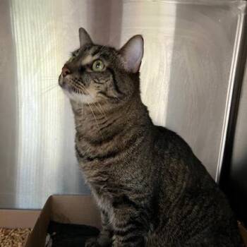 Teddy -  Domestic Short Hair Cat Available for Adoption in La Grange, Kentucky - Teddy | PetCurious