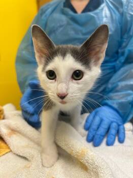 Hank -  Domestic Short Hair Cat for Adoption in Raleigh, North Carolina - Hank | PetCurious