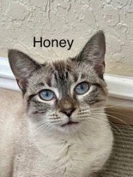 Snowshoe and Siamese Cats Available for Adoption in Oakland Park, Florida - Honey | PetCurious