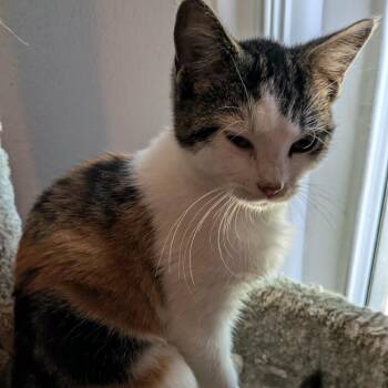 Isabel -  Domestic Short Hair Cat for Adoption in Overland Park, Kansas - Isabel | PetCurious