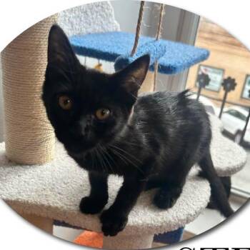 Stefan -  Domestic Short Hair Cat for Adoption in Monroe, North Carolina - Stefan | PetCurious