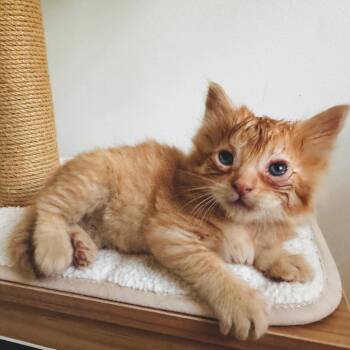 Jude Claw -  Domestic Medium Hair Cat for Adoption in Denver, Colorado - Jude Claw | PetCurious