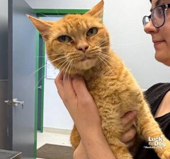 Tyto -  Domestic Short Hair Cat for Adoption in Washington, District Of Columbia - Tyto | PetCurious