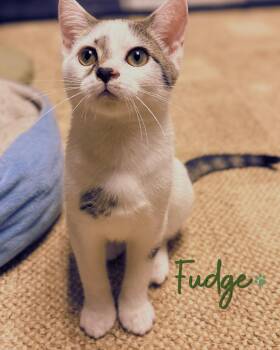 Fudge -  Domestic Short Hair and Persian Cat for Adoption in Austintown, Ohio - Fudge | PetCurious