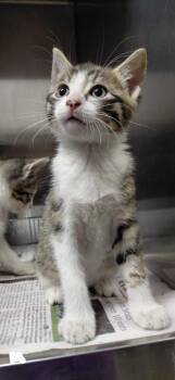 Mac -  Domestic Short Hair Cat Available for Adoption in Henderson, North Carolina - Mac | PetCurious