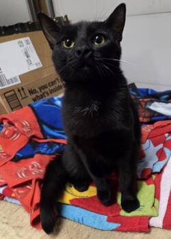 Rescue Domestic Short Hair Cats for Adoption in Anderson, Indiana - Celina | PetCurious