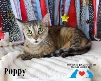 Poppy -  Domestic Short Hair Cat for Adoption in Ocean Springs, Mississippi - Poppy | PetCurious