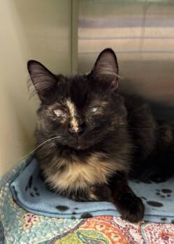 Rescue Domestic Long Hair and Domestic Short Hair Cats for Adoption in Aiken, South Carolina - Guinevere 59940 | PetCurious