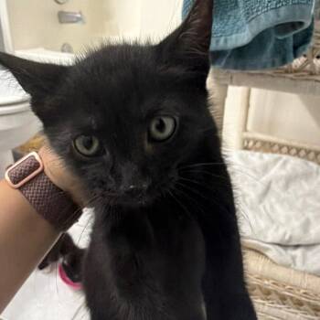 Luna -  Domestic Short Hair Cat for Adoption in NEW PT RICHEY, Florida - Luna | PetCurious