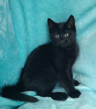 Domestic Short Hair Cats Available for Adoption in Lake City, Michigan - 7051 (Idol) | PetCurious