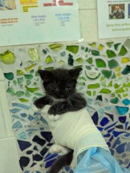 Rescue Domestic Short Hair Cats for Adoption in Pensacola, Florida - GRAVY | PetCurious