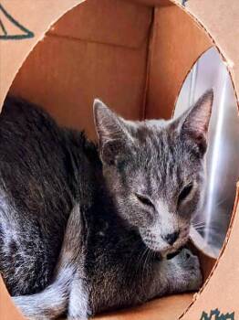 Domestic Short Hair Cats Available for Adoption - HI HAT | PetCurious