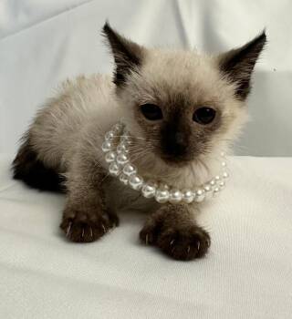 Siamese Cats Available for Adoption in Margate, Florida - PRECIOUS | PetCurious