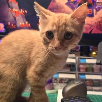 Oliver -  Domestic Short Hair Cat for Adoption in Waco, Texas - Oliver | PetCurious