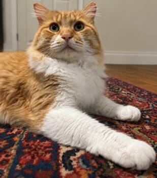Sir Archibald McChicken -  Domestic Long Hair Cat for Adoption in Alexandria, Virginia - Sir Archibald McChicken | PetCurious