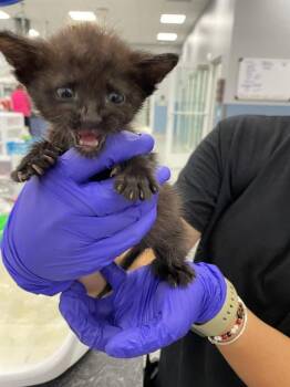 PEPPERJACK -  Domestic Short Hair Cat for Adoption in Palmetto, Florida - PEPPERJACK | PetCurious