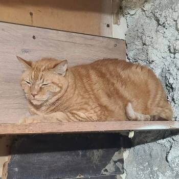 Domestic Short Hair Cats Available for Adoption in Hemet, California - Cheeto | PetCurious
