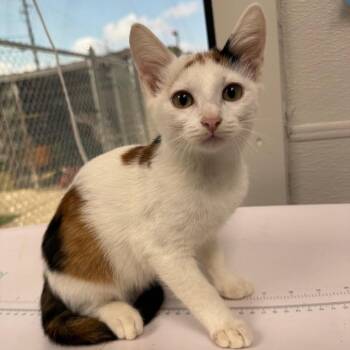 Moaning Myrtle -  Domestic Short Hair Cat for Adoption in Columbiana, Alabama - Moaning Myrtle | PetCurious