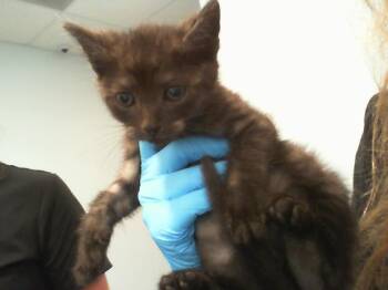 Domestic Short Hair Cats Available for Adoption in Charlotte, North Carolina - A1263447 | PetCurious