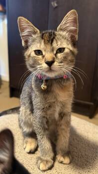 Momo Avatar -  Domestic Short Hair and Torbie Cat for Adoption in Chandler, Arizona - Momo Avatar | PetCurious