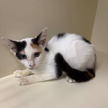 Rescue Domestic Short Hair Cats for Adoption in Port Richey, Florida - Morticia | PetCurious