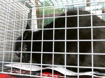 Domestic Short Hair Cats Available for Adoption in Houston, Texas - VAMPI | PetCurious