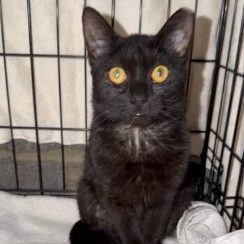 Penny -  Domestic Short Hair Cat Available for Adoption in Clifton, New Jersey - Penny | PetCurious