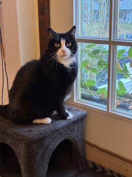 Rescue Domestic Short Hair Cats for Adoption in Randolph, Massachusetts - Ami | PetCurious