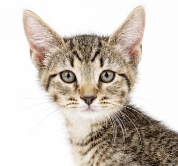 Charlie is cuter than cute -  Tabby and Bengal Cat for Adoption in Bedford Hills, New York - Charlie Is Cuter Than Cute | PetCurious