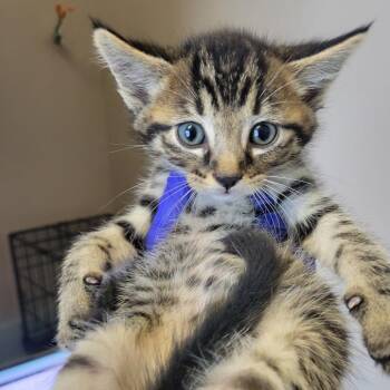 Baklava -  Domestic Short Hair Cat for Adoption in Westminster, California - Baklava | PetCurious