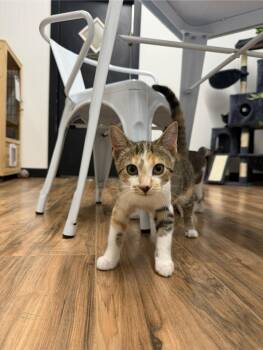 Daisy -  Domestic Short Hair Cat for Adoption in Wayland, Michigan - Daisy | PetCurious